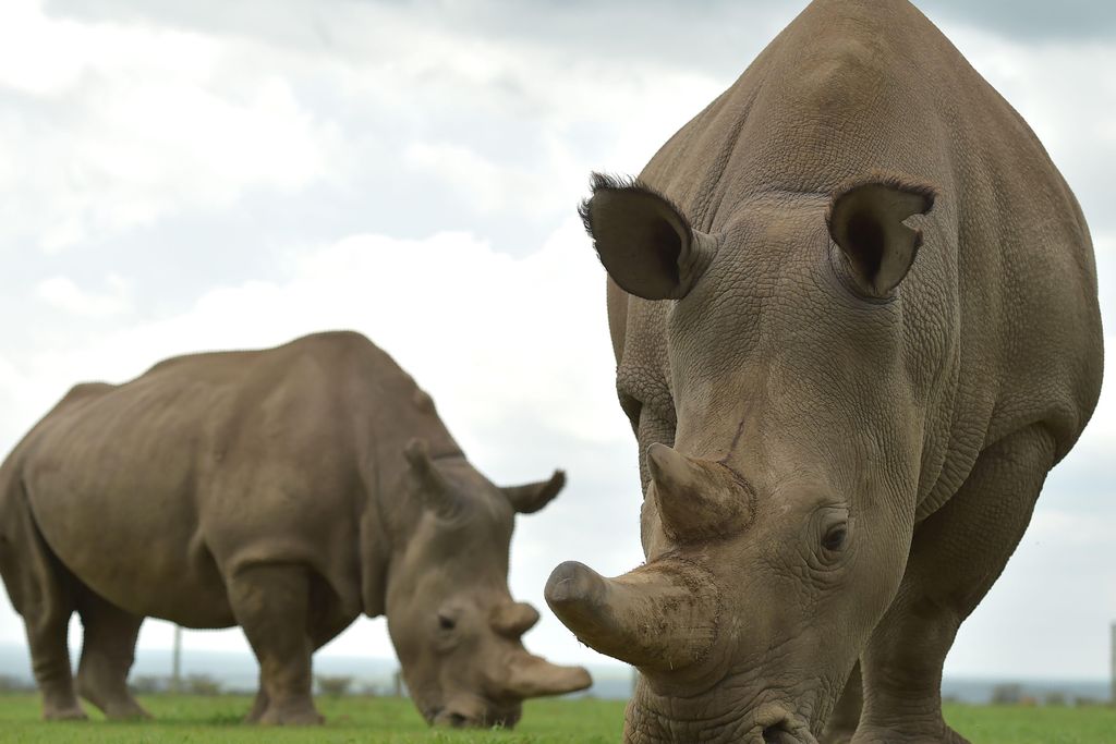 Rhino Pregnancy