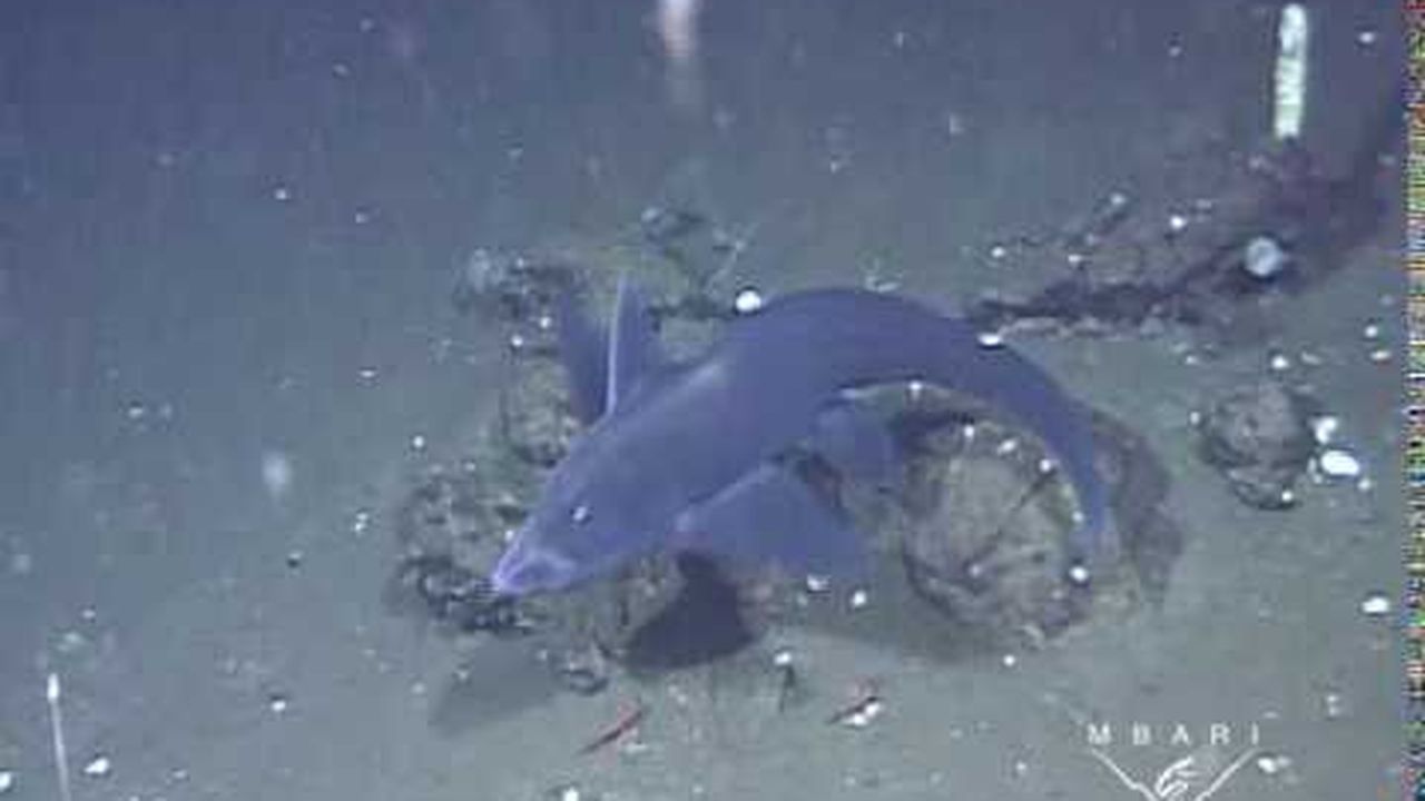 Preview thumbnail for The Eastern Pacific Black Ghost Shark