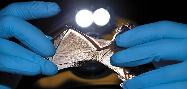 Researcher checking bat wings