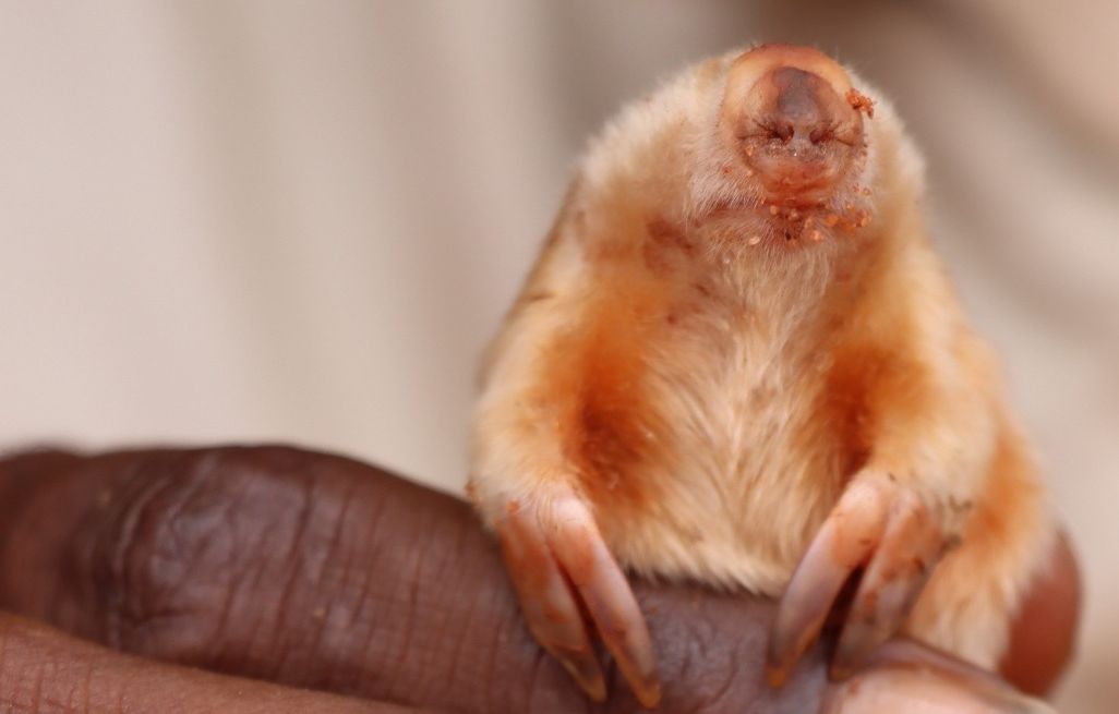 Small animal in a person's hand