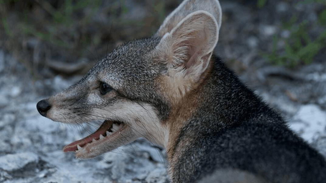 The profile of a small canine-like creature with large erect ears