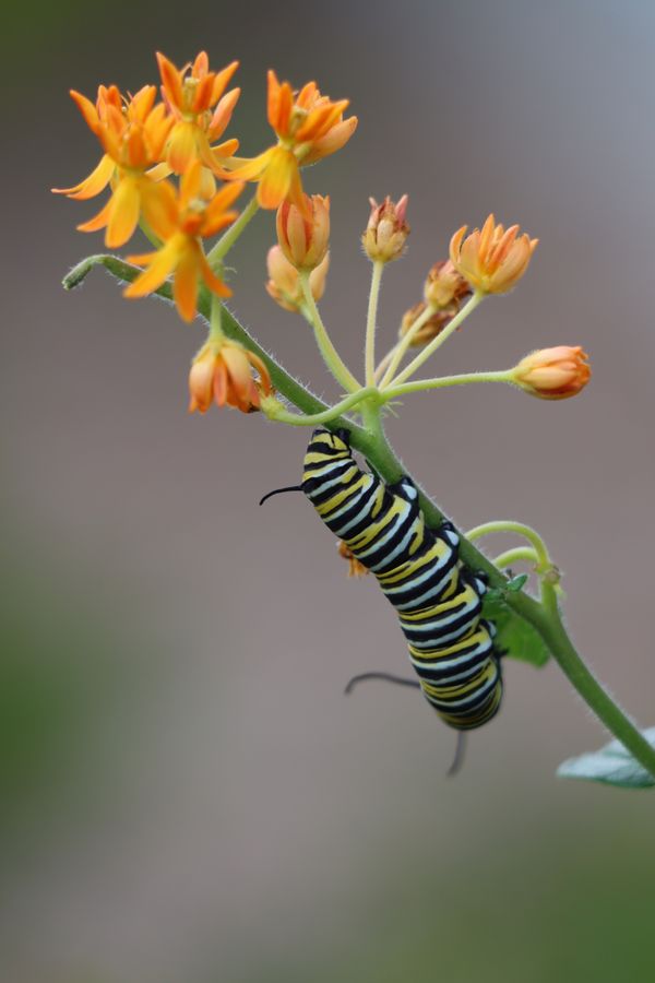 Monarch on Milkweed thumbnail
