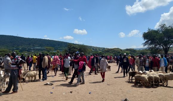 People wander a livestock market near the Masai Mara, chatting and examining the sheep and goats. Photo courtesy of Cindy Obath