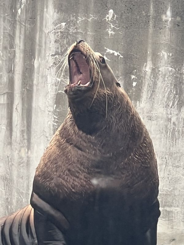 Bellowing seal thumbnail