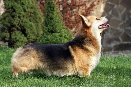 Elizabeth II has long had Pembroke Welsh corgis, like the one depicted above, as companions.