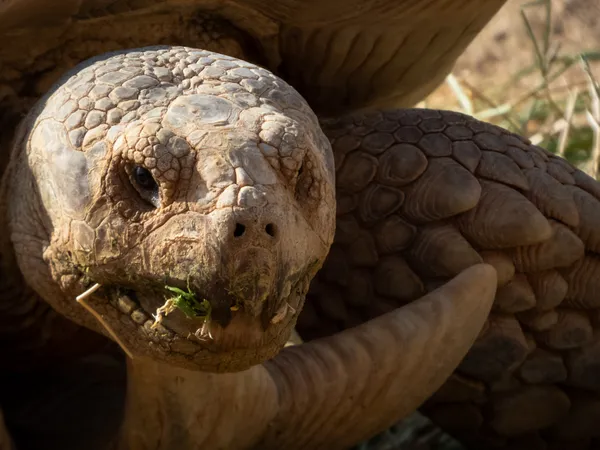 A Turtle having its breakfast thumbnail
