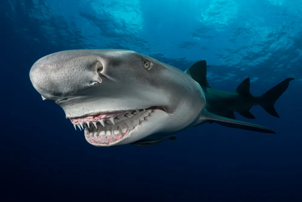 A close up of a shark with it's mouth open