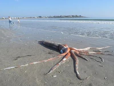 This giant squid was stranded on Britannica Bay in southwest South Africa. 