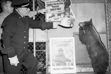 Smokey the bear being given a fire helmet by Washington Fire Departments’ deputy fire chief, M.H. Sutton in 1950