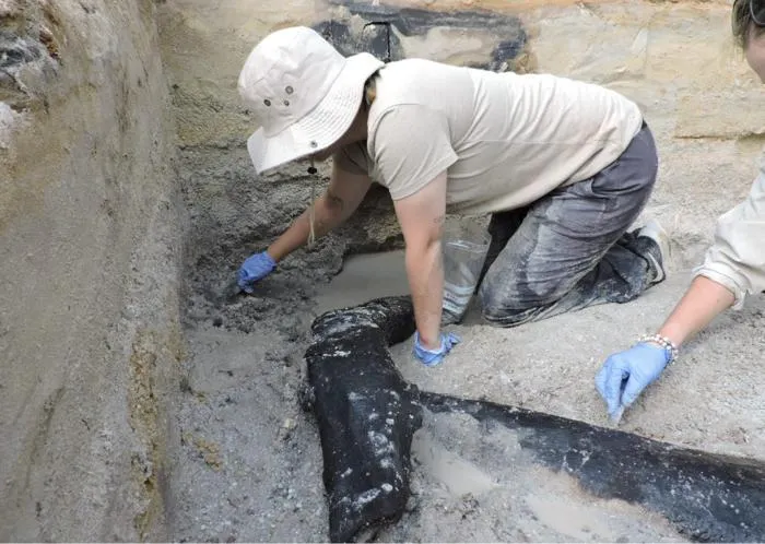 kneeling, two archaeologists with gloved hands excavate a dark piece of wood