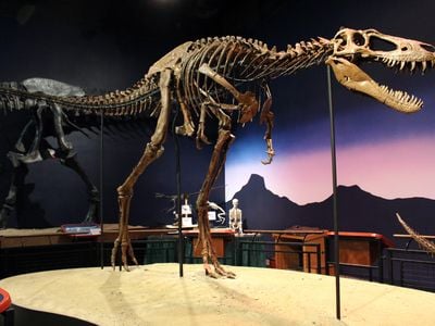 The fossil of Jane, a definitive young Tyrannosaurus rex, stands in the Burpee Museum of Natural History in Illinois.