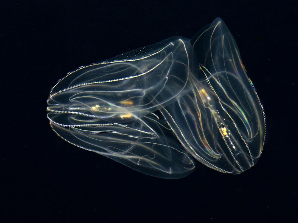 Comb Jelly