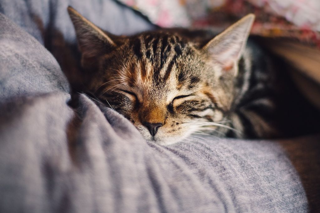 Grey cat looking contented with eyes closed