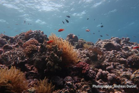 Fish and corals on Australia's Great Barrier Reef. Between a quarter and a third of all marine species spend some part of their life cycle in coral reefs.