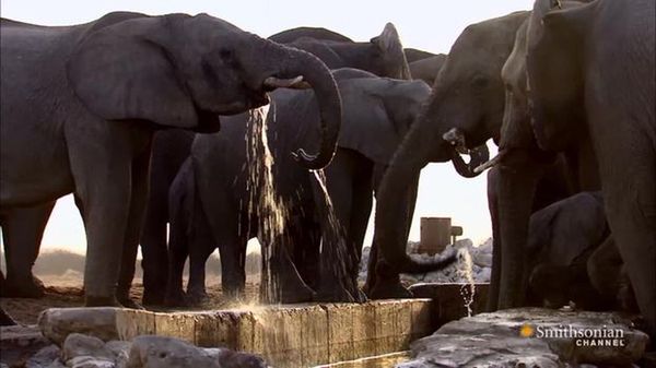 Preview thumbnail for Drama Erupts Between Two Elephant Families