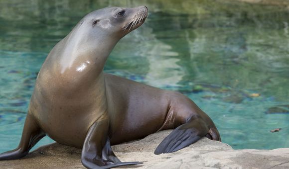 A sea lion at the Smithsonian's National Zoo and Conservation Biology Institute.