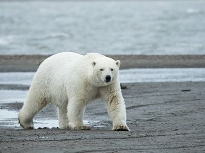 Polar bears live in rugged, hard-to-reach places in the Arctic.