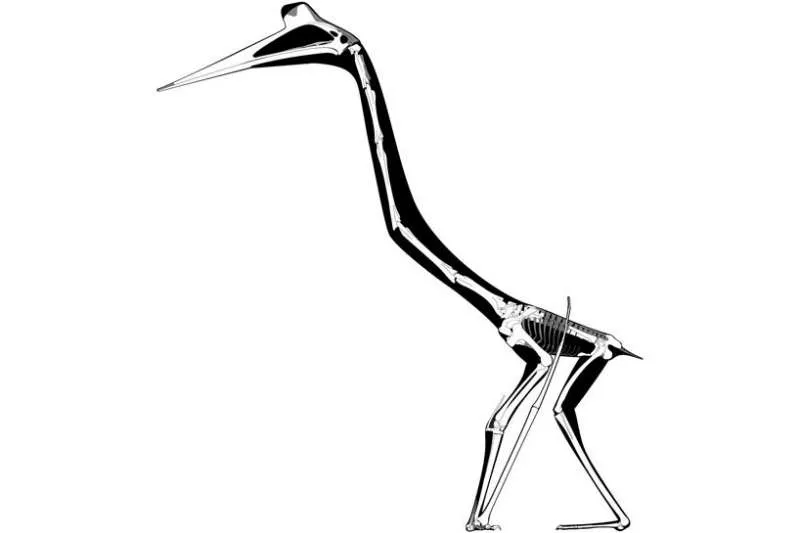 An illustration of Quetzalcoatlus launch sequence. It's a black and white drawing of the reptile's bones and how it crouches down and launches itself upward.