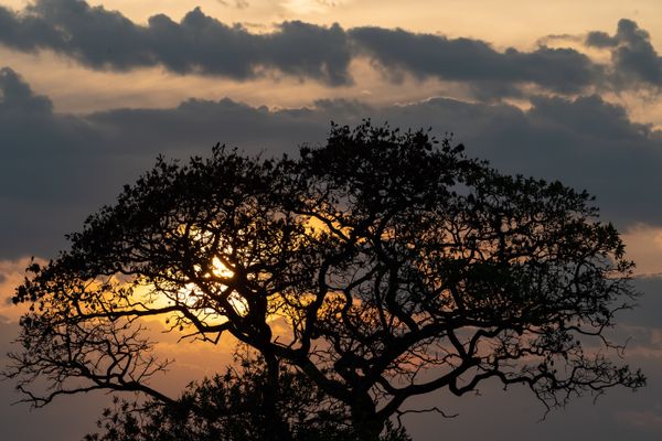 Serengeti Sunset thumbnail