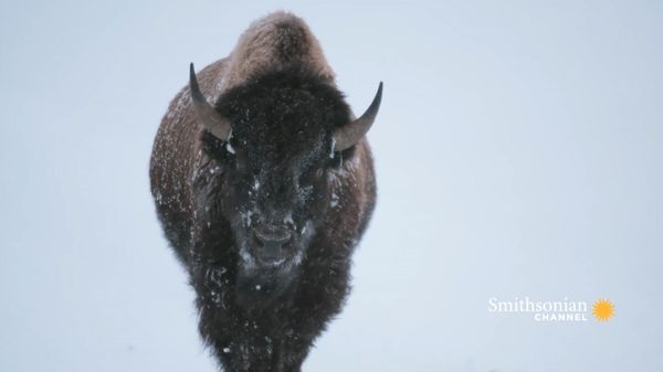 Preview thumbnail for Yellowstone Bison Are Built for Winter Survival