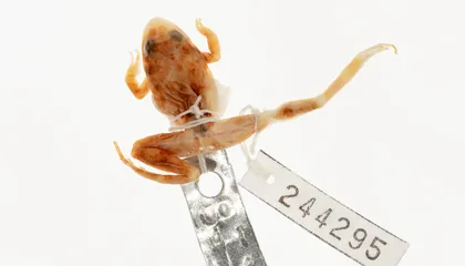 150-Year-Old Frogs Collected by a Founding Smithsonian Naturalist Helped 21st-Century Scientists Track How Pesticides Devastated Amphibian Populations in Illinois