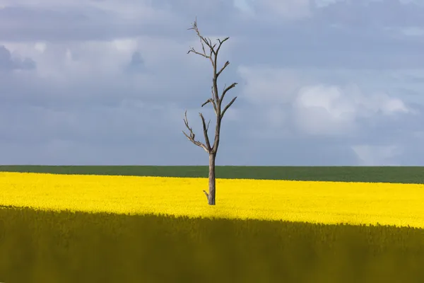 Lone Tree thumbnail
