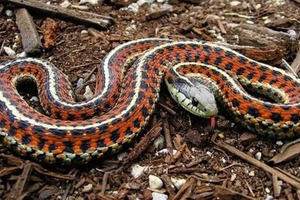 A friendly garter snake