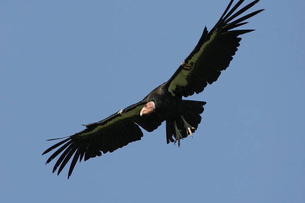 California condor soaring through the air