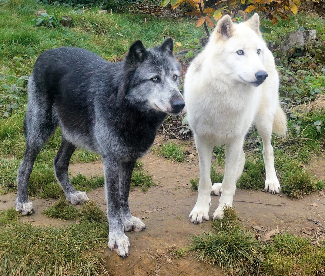 A black wolf and a white wolf