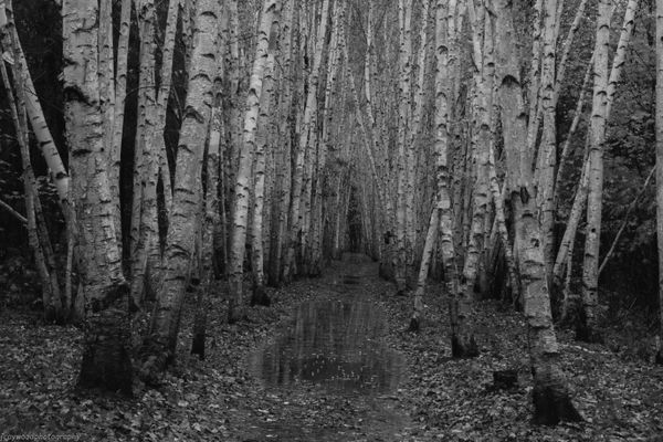 Black and white birch trees thumbnail