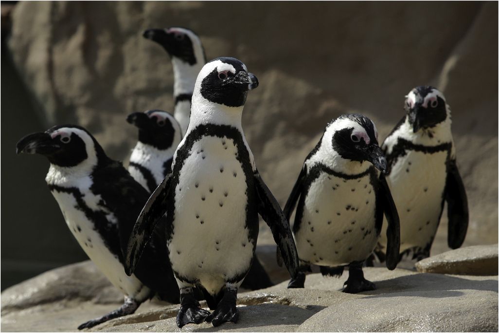 Group of black and white penguins with black spots on their chest