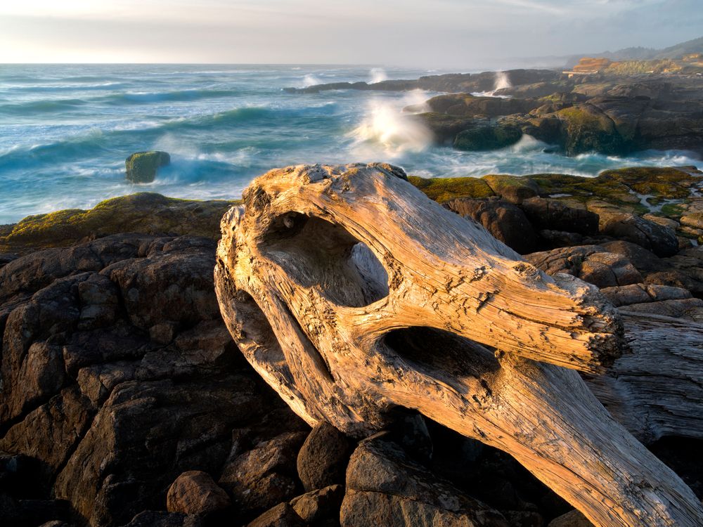 How Driftwood Reshapes Ecosystems