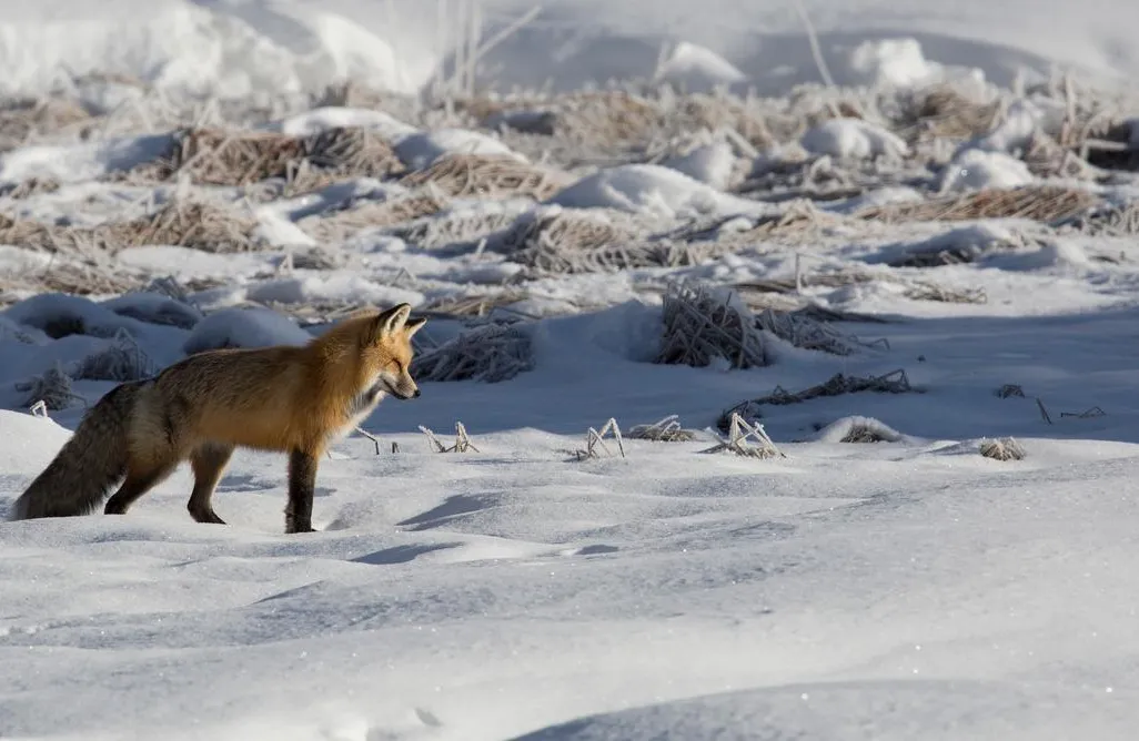 A red fox