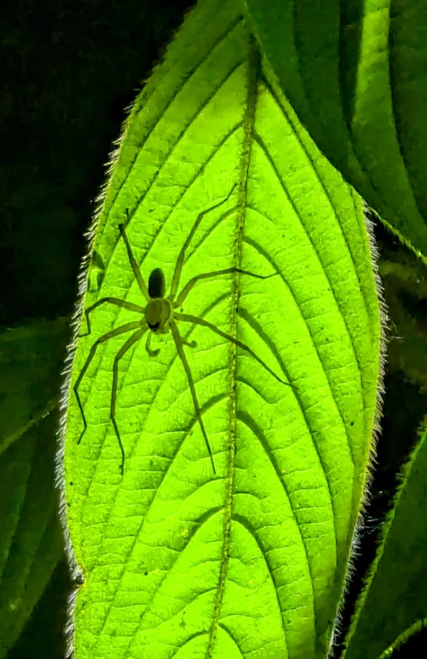 American Spider in Costa Rica thumbnail