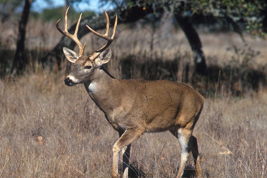 An image of a buck standing in a field of dried grass. 
