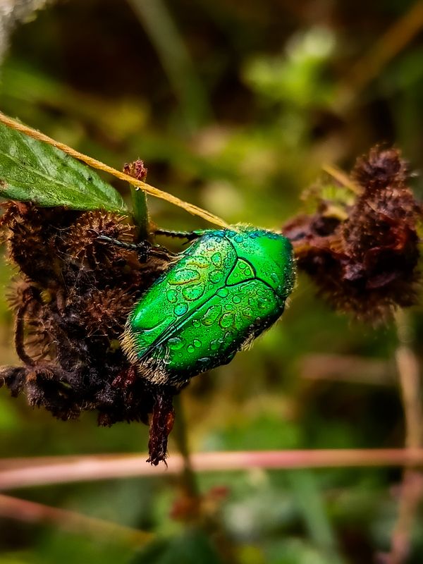 Green shining Beetle thumbnail