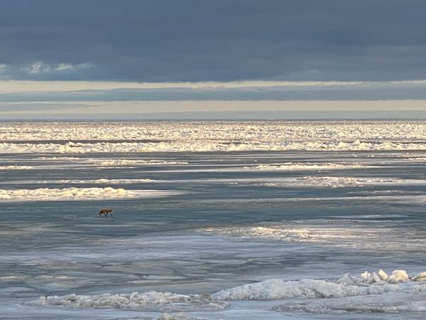 Fox on Lake Erie Ice thumbnail
