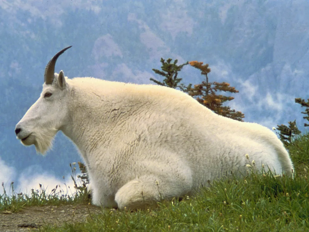 An image of a mountain goat sitting in the grass. The coat has a lush white coat.