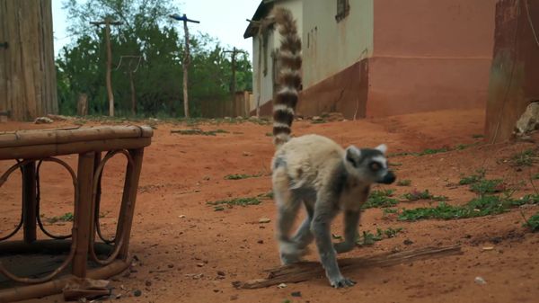 Preview thumbnail for A Single Male Lemur Stands Up to a Entire Troop of Invaders