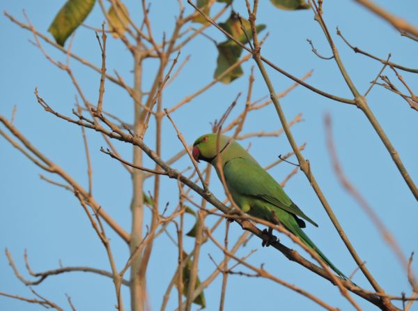 Rose-ringed parakeet on a deciduous tree thumbnail