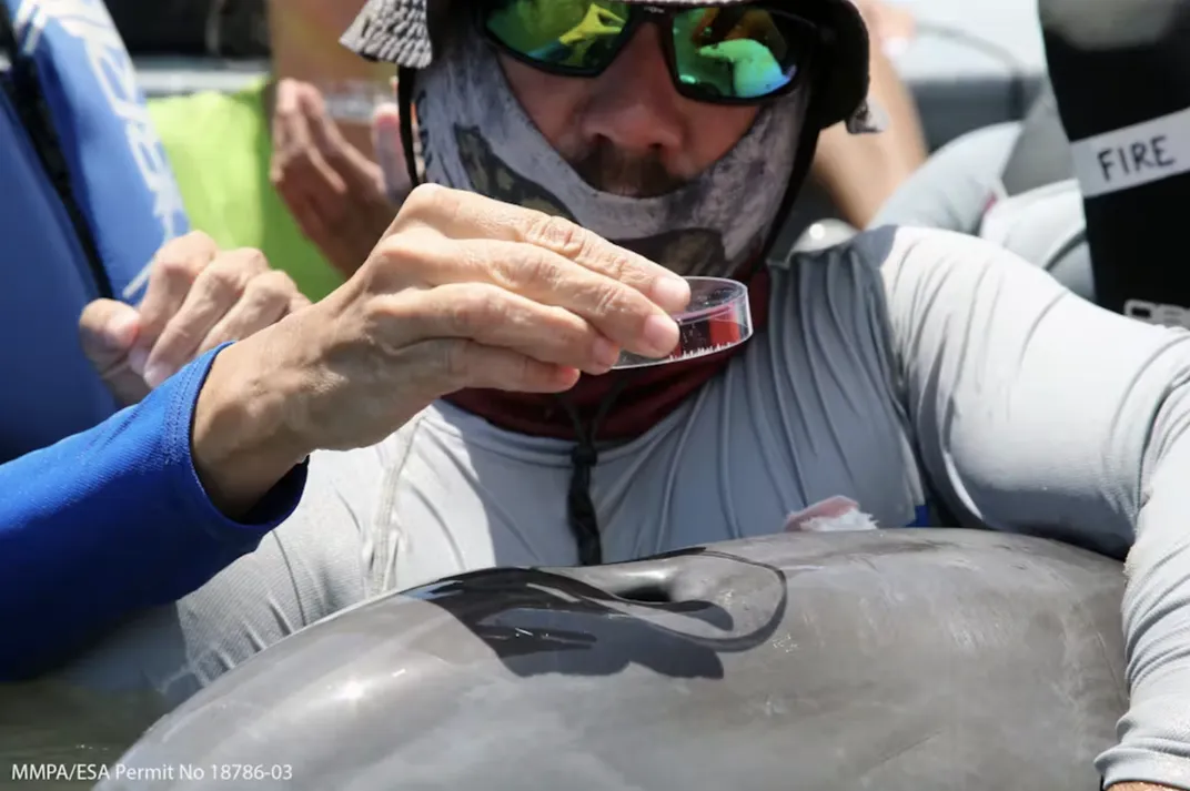 Exhaled breath is collected from a dolphin