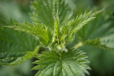 20110520090128nettle_by_pluralzed_478267928_493207d3ab-400x266.jpg