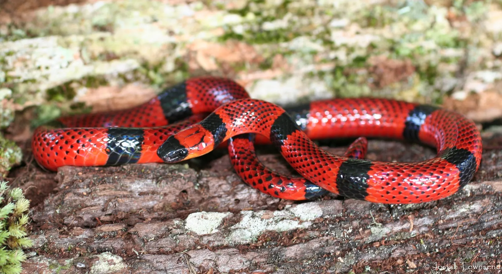 Decoding the Deadly Secret of Snake Venom | Science| Smithsonian Magazine