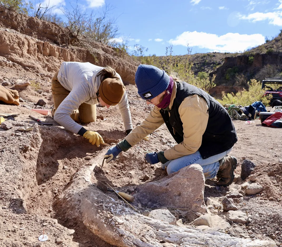 Researchers bent over a mammoth tusk