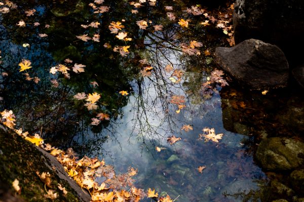 Falling Into Winter thumbnail