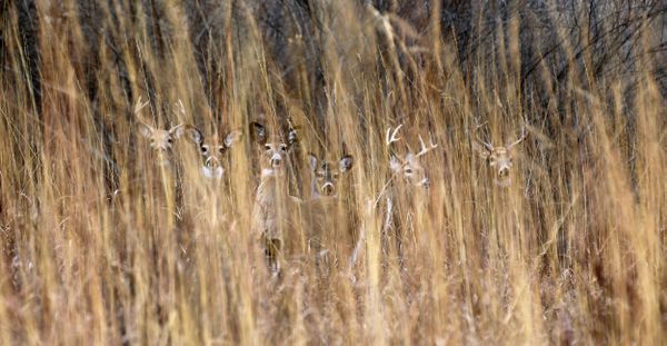 A family of deer while hiking with my dog thumbnail