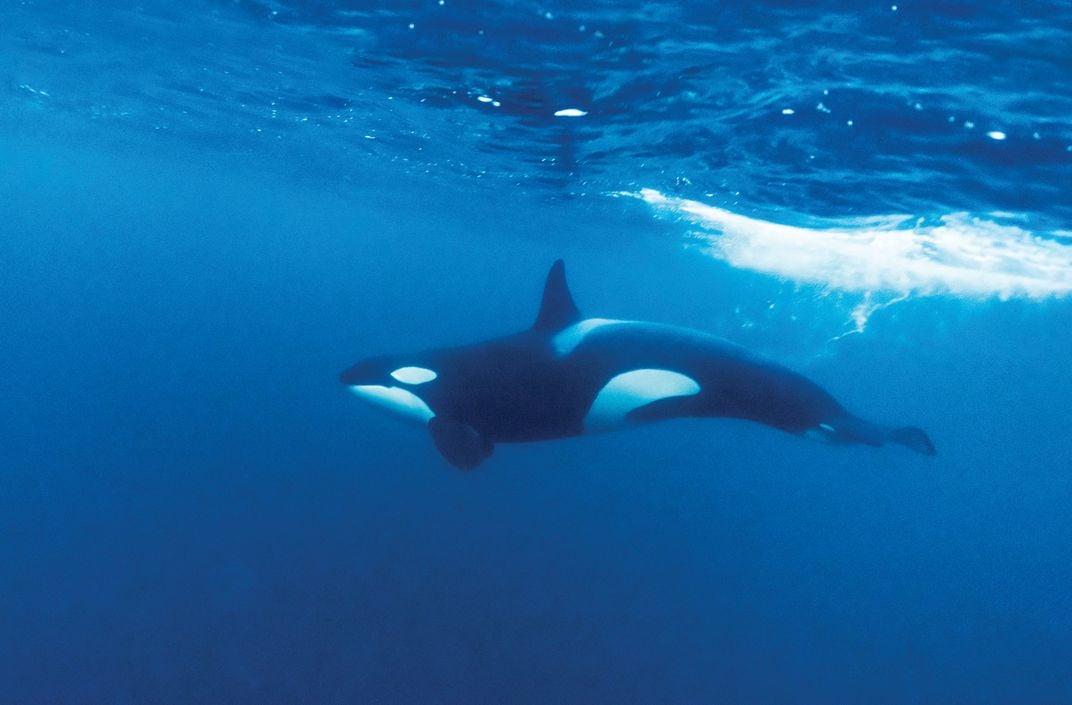 A female orca