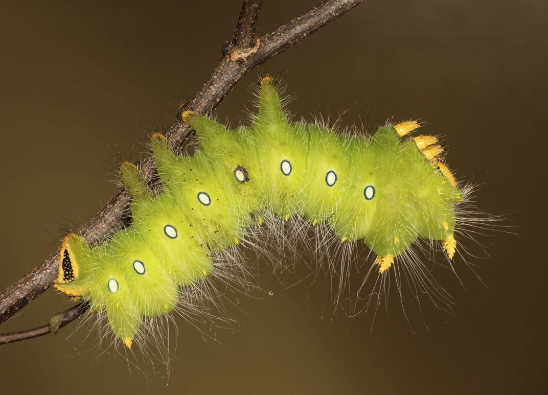 A massive Imperial Moth caterpillar at rest | Smithsonian Photo Contest ...