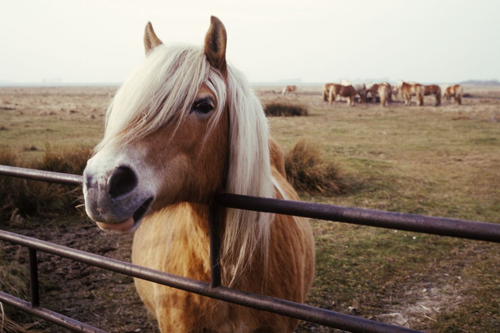 horse in pasture