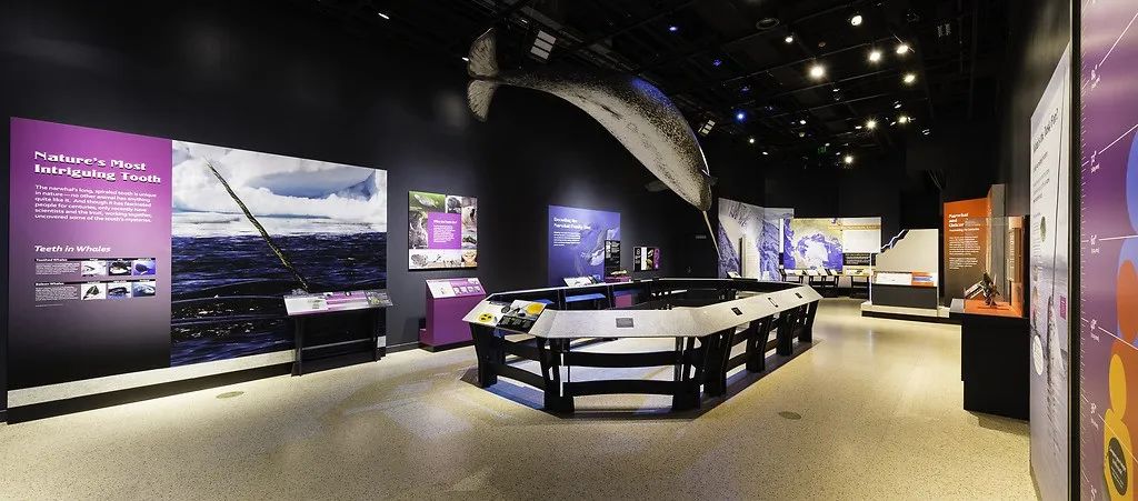 An exhibit display of a narwhal.